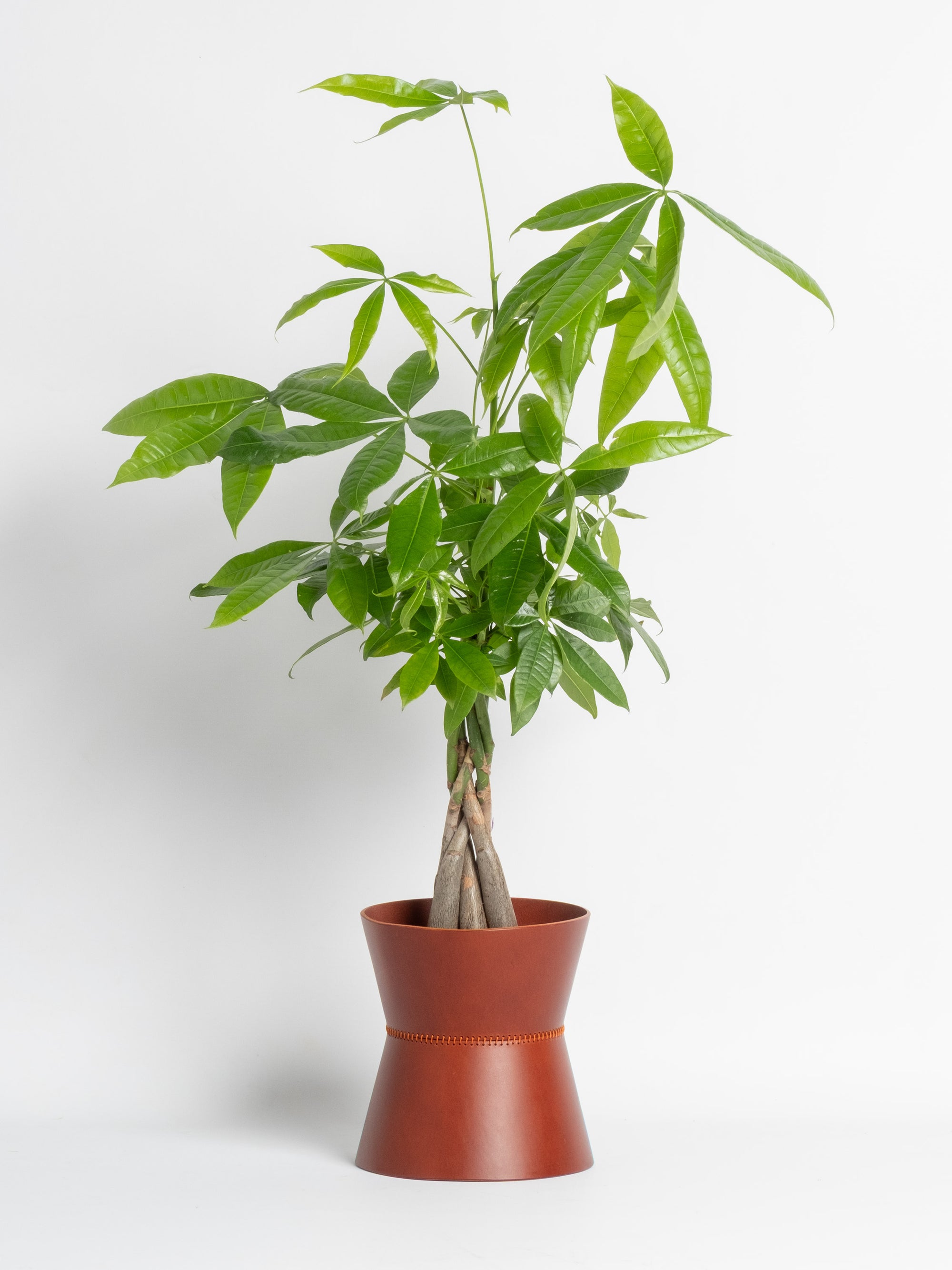 Abundantia Vase - Medium